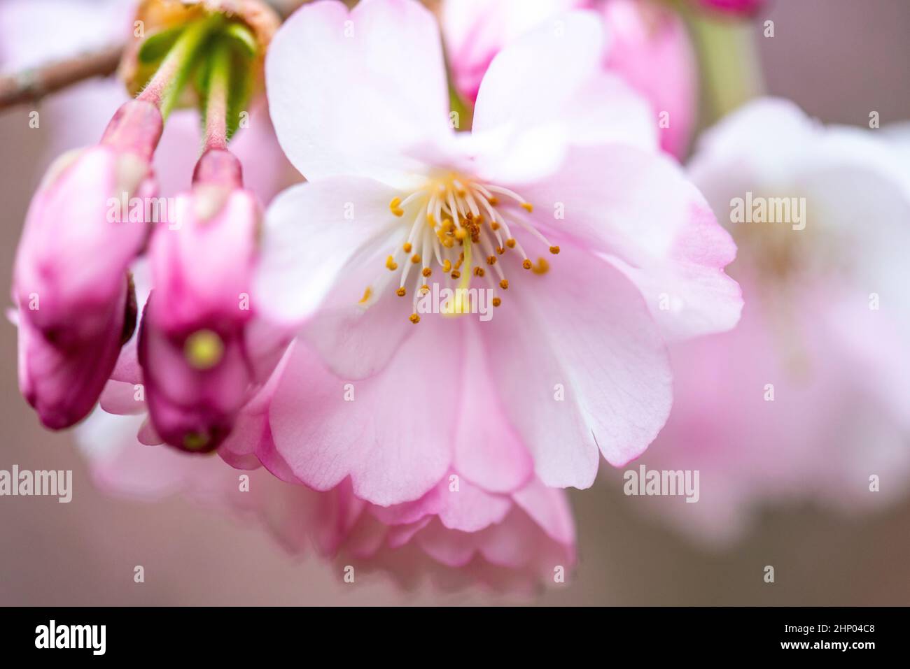 Beautiful romantic pink sakura hi-res stock photography and images - Alamy