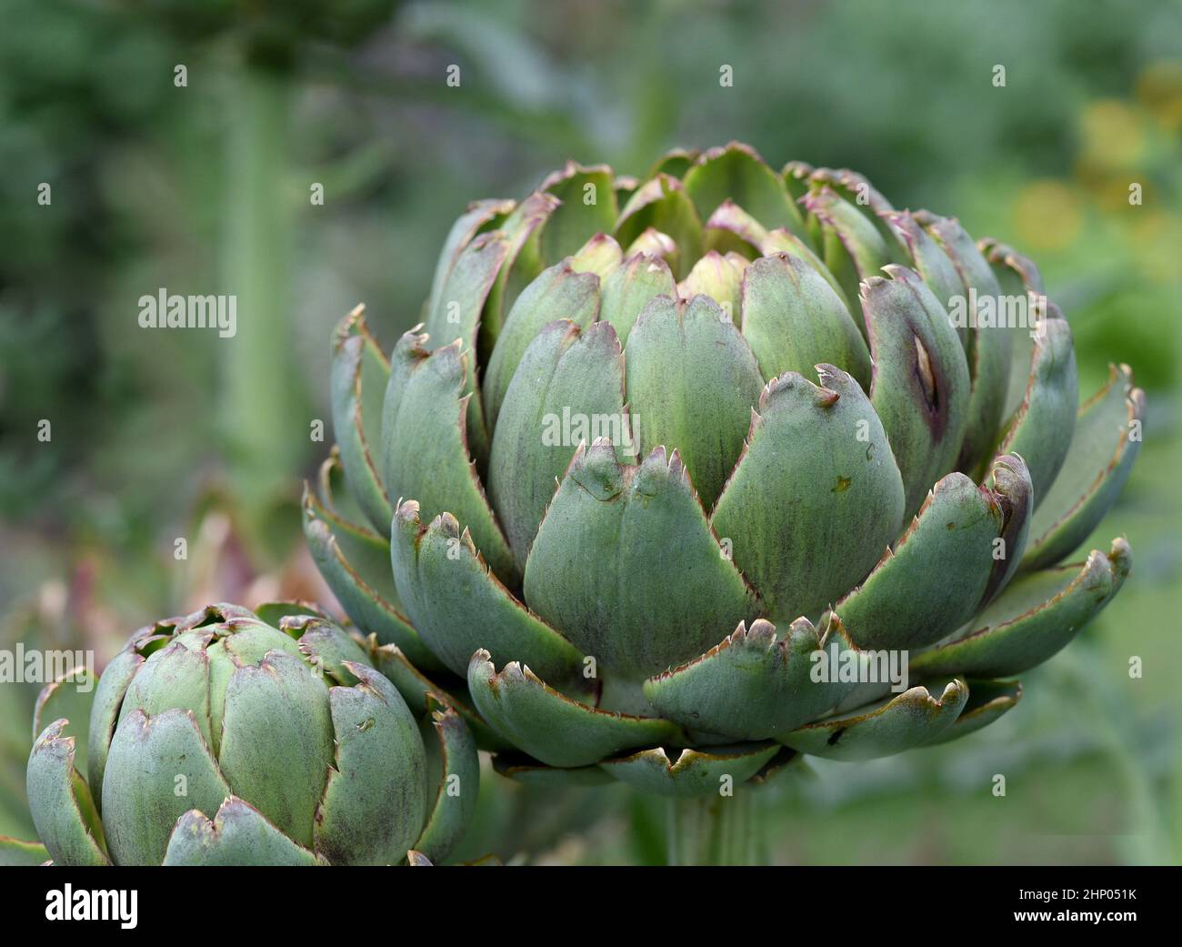 Artichoke, Cynara scolymus, is a vegetable and medicinal plant Stock