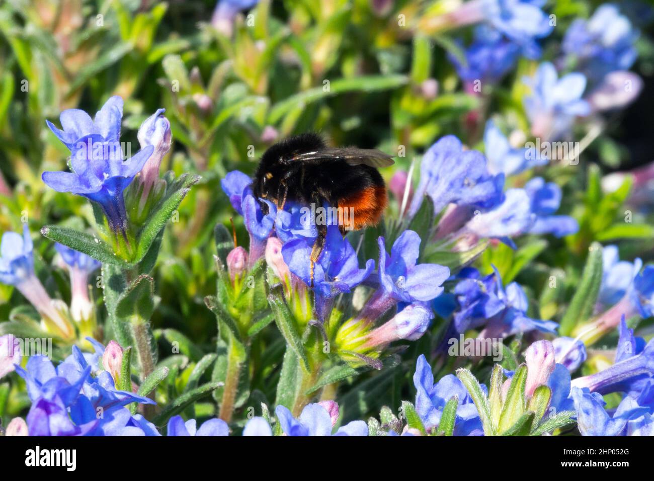 Red-Tailed Bumblebee on flower Lithodora diffusa Heavenly Blue Stock Photo