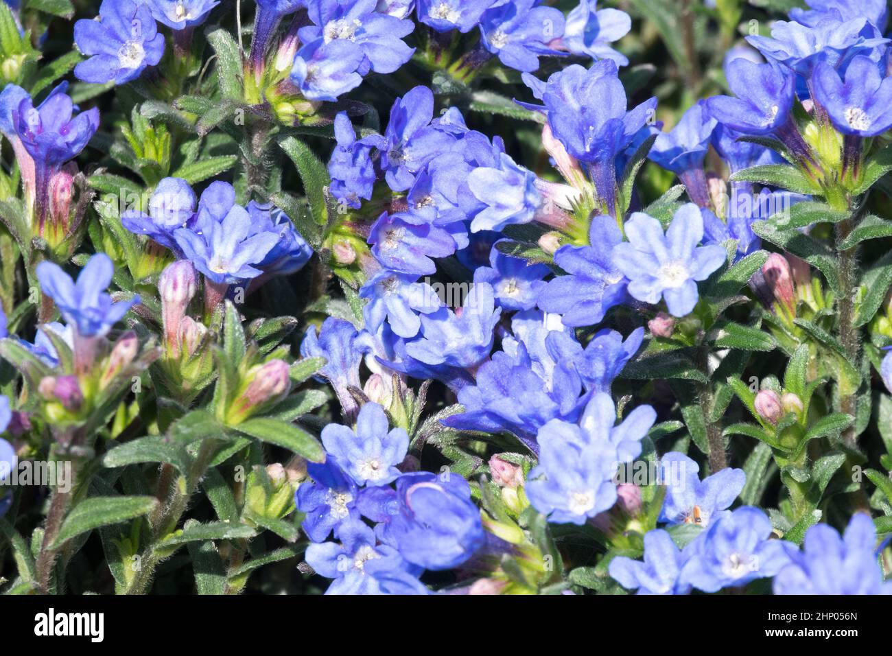 Lithodora diffusa Heavenly Blue, Lithodora Heavenly Blue flowers garden spring Stock Photo