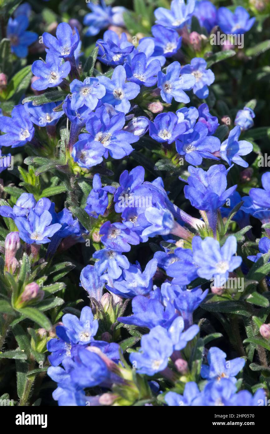 Lithodora diffusa Heavenly Blue Stock Photo