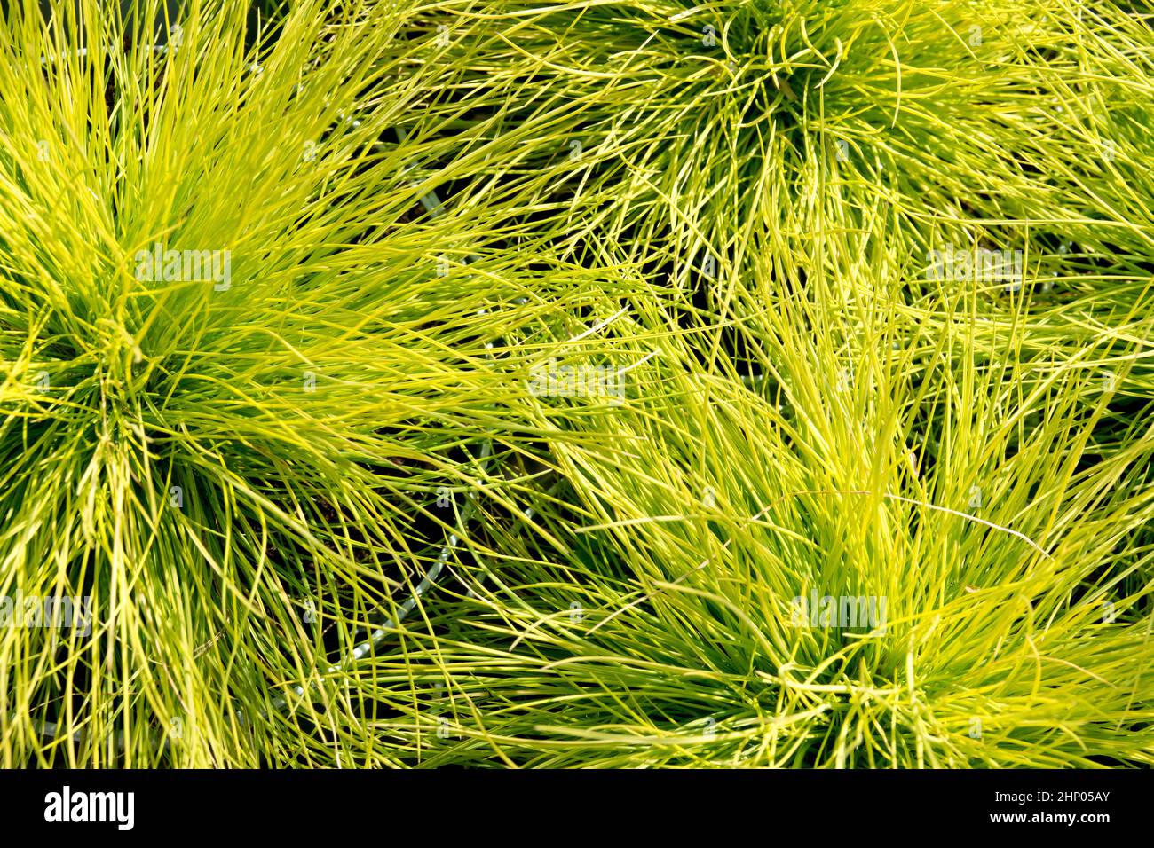 Festuca glauca 'AmiGold', Yellow Fescue, Modern garden grasses, Ornamental Grass ground cover plants Stock Photo