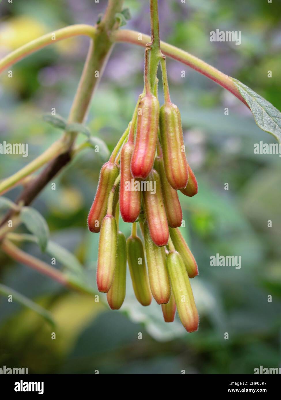 Hanging seed pods on a Bolivian fuchsia plant, Fuchsia boliviana Stock  Photo - Alamy