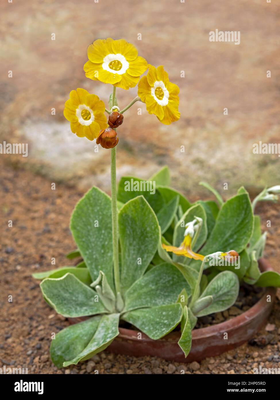 Pretty little Primula auricula plant with yellow flowers in a sunken clay pot Stock Photo