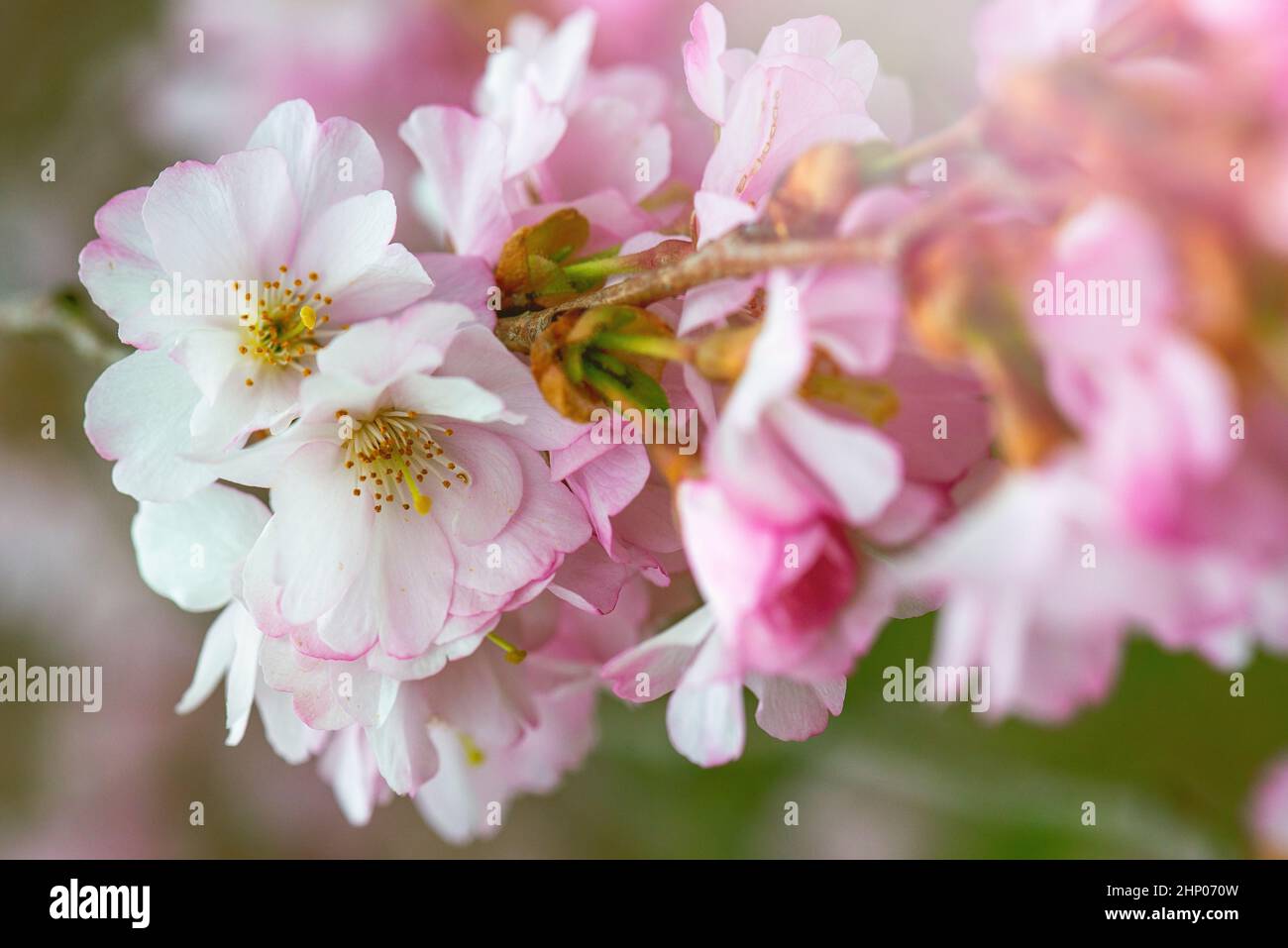 Beautiful romantic pink sakura hi-res stock photography and images - Alamy
