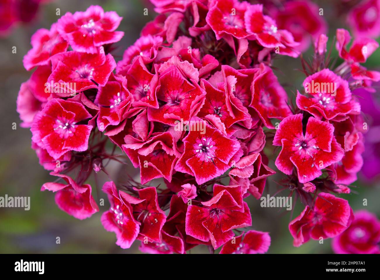 Close-up of crimson and pink Sweet William (Dianthus barbatus) in the Flower Garden, Lost Gardens of Heligan, Cornwall, UK Stock Photo
