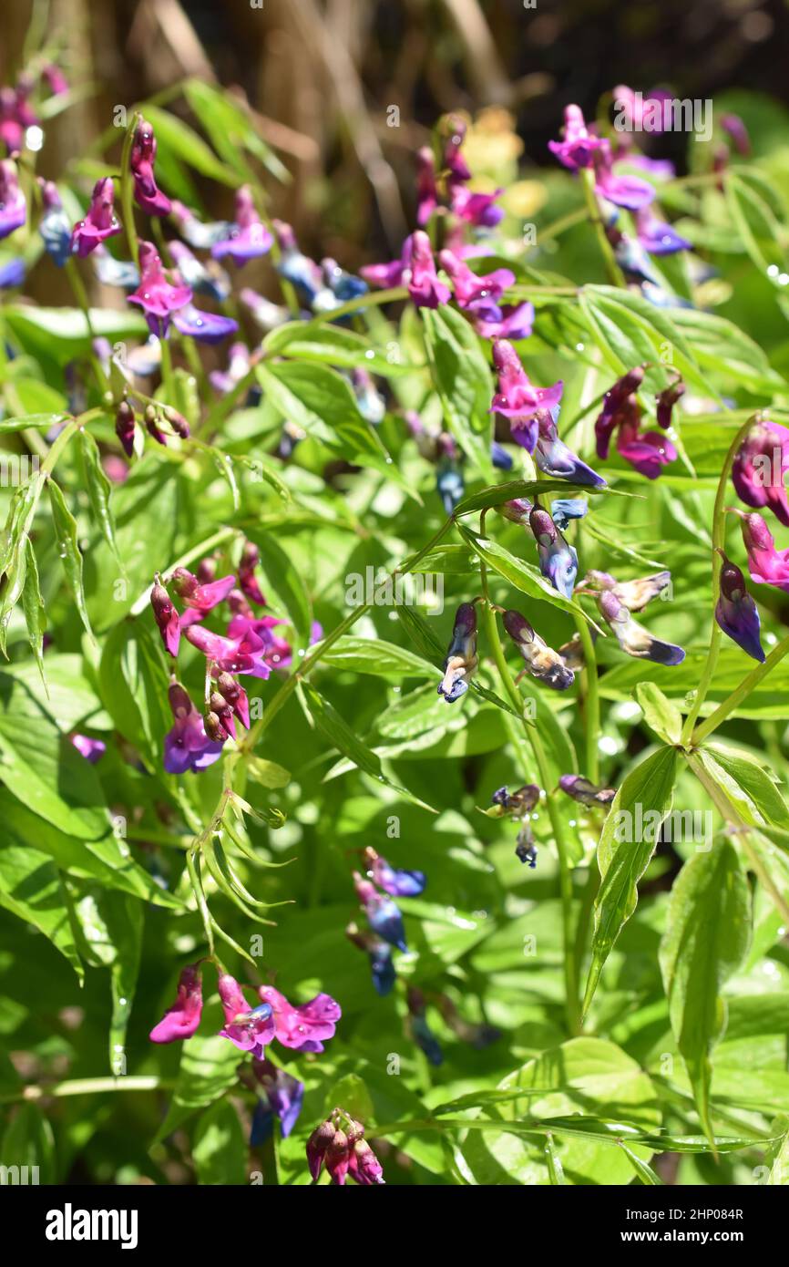 Purple and blue flowers on a Lathyrus vernus spring pea plant Stock Photo