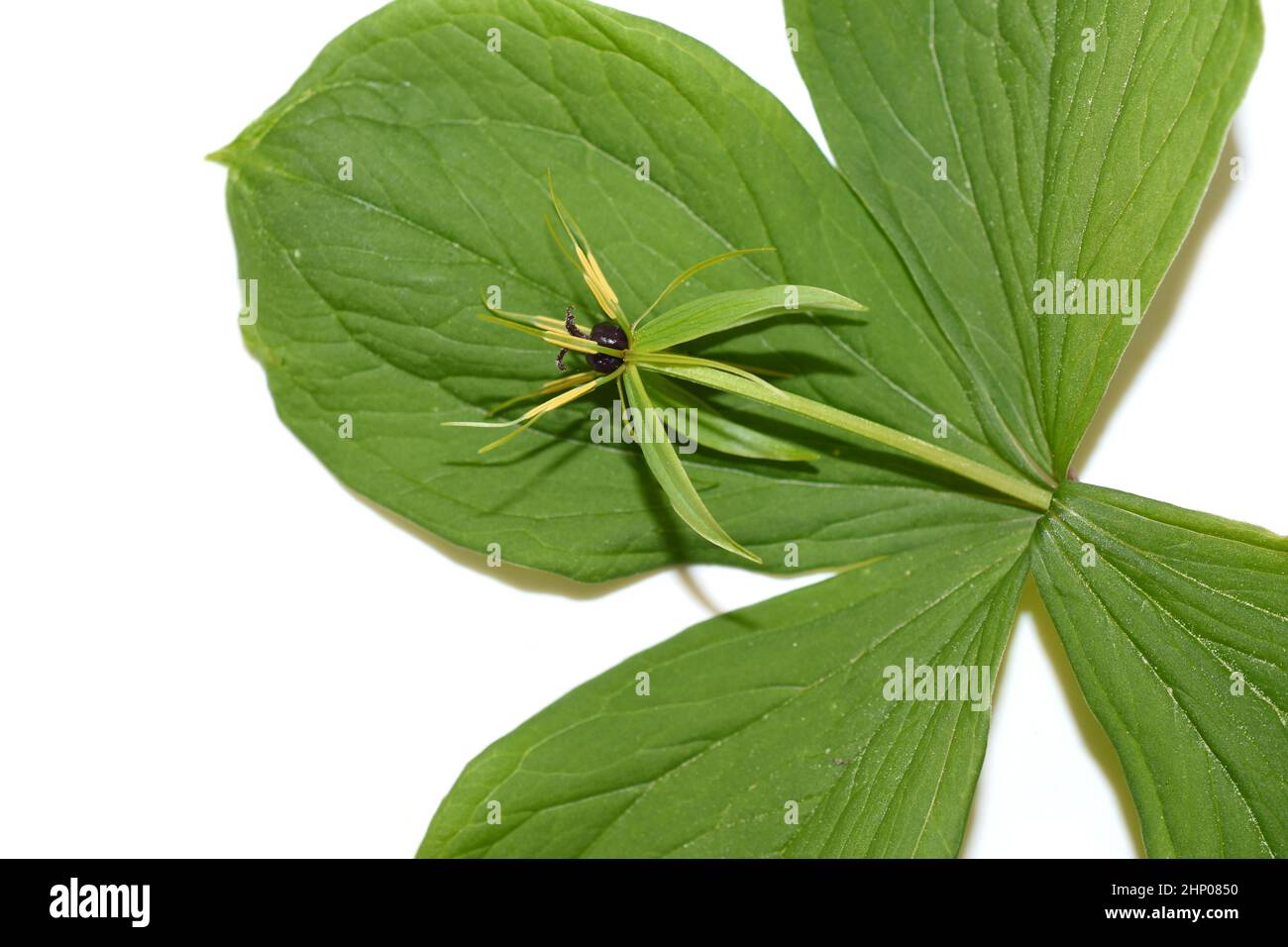 The poisonous plant herb Paris Paris quadrifolia flowering isolated on white background Stock Photo