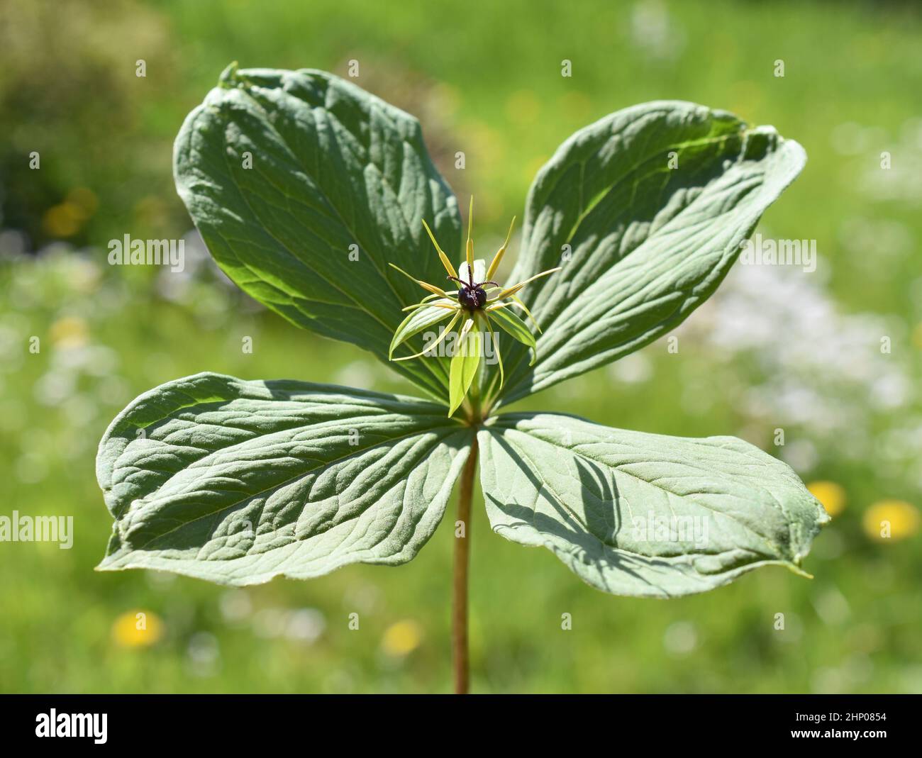 The poisonous plant  herb Paris Paris quadrifolia flowering in spring outdoor Stock Photo