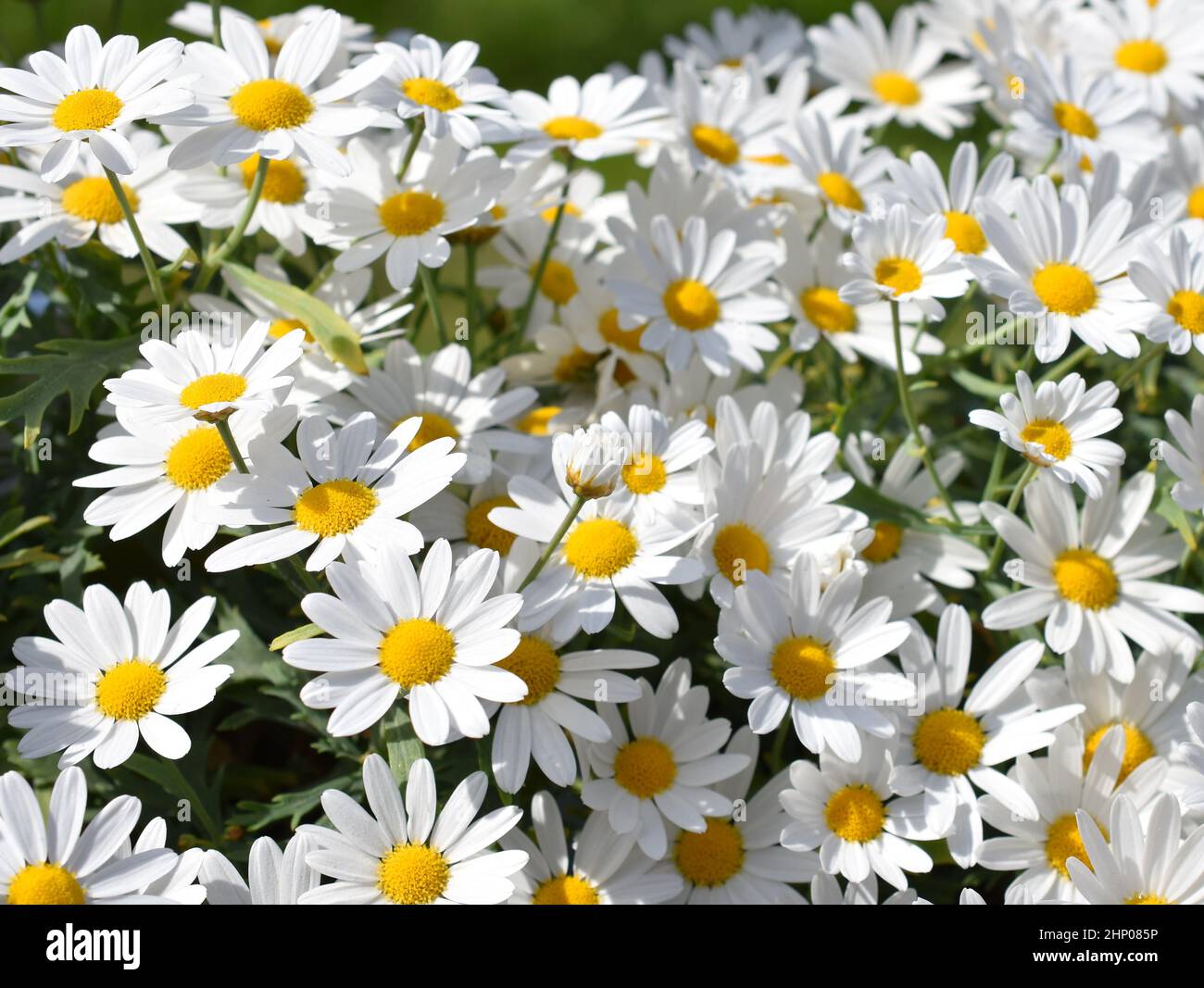 Marguerite Daisy Flower Hi Res Stock Photography And Images Alamy
