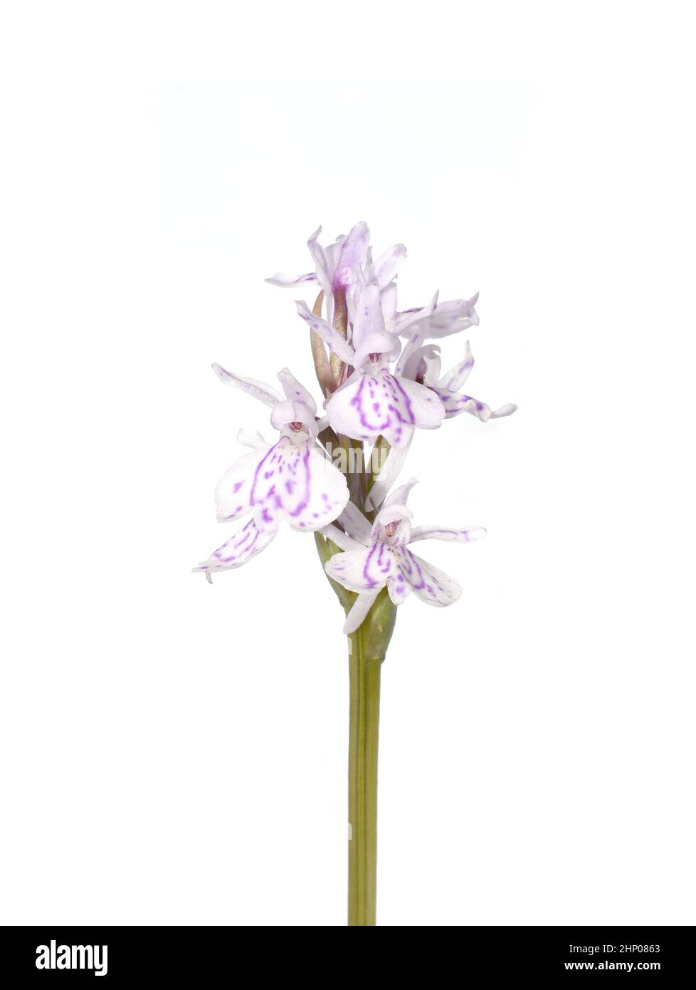 Close-up on flowers of heath spotted orchid Dactylorhiza maculata on white background Stock Photo