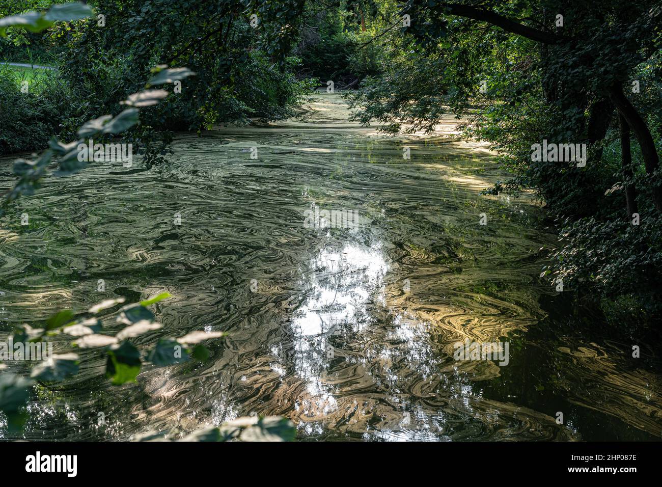 Dirty water with trails of pollen or bacteria Stock Photo Alamy