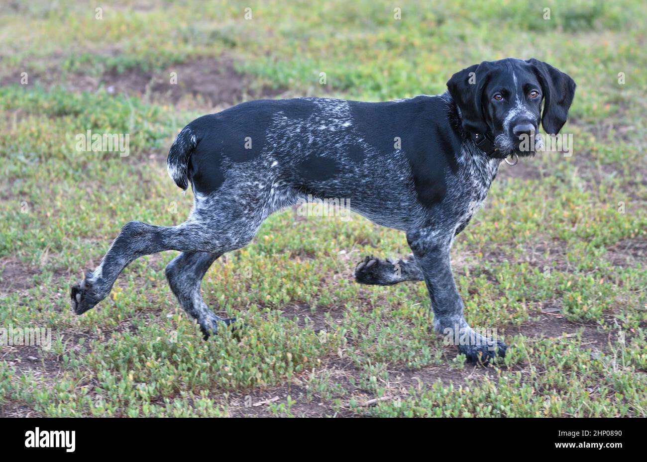 German wirehaired pointer or Drahthaar (Deutsch Drahthaar, Deutscher Drahthaariger Vorstehhund) on the walk Stock Photo