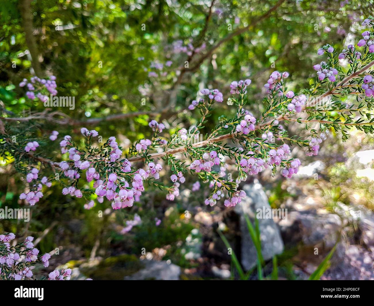 Purple heather plant close up in Table Mountain National Park, Cape Town, South Africa. Stock Photo