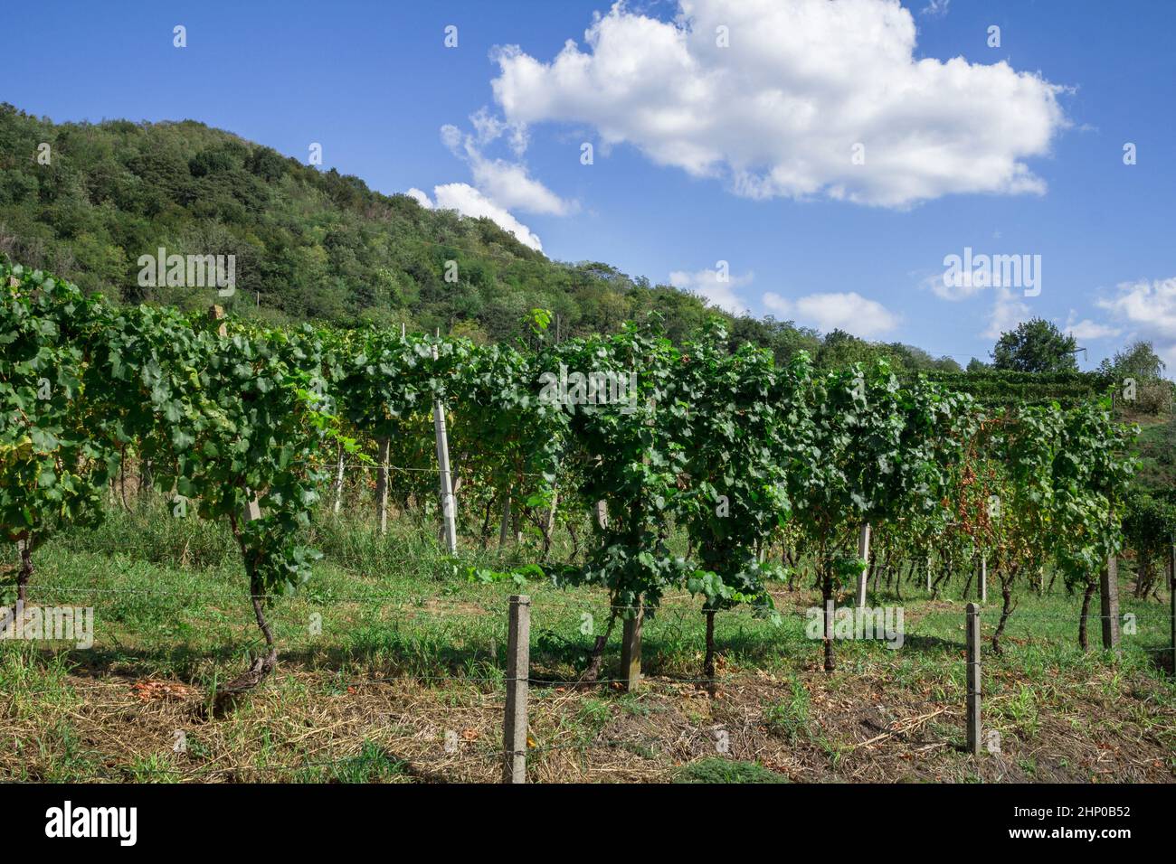 Italian Rural Vinyards Italian cultivation of wine. Rural landscape. Industry and tradition ...