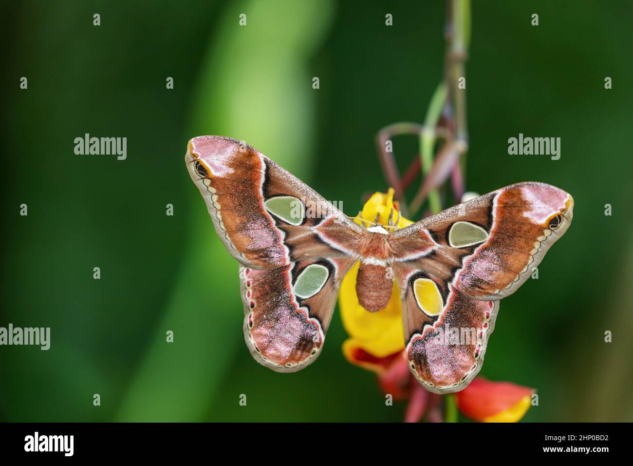 Colorful Giant Atlas Moth (Attacus atlas) with open wings on colorful ...