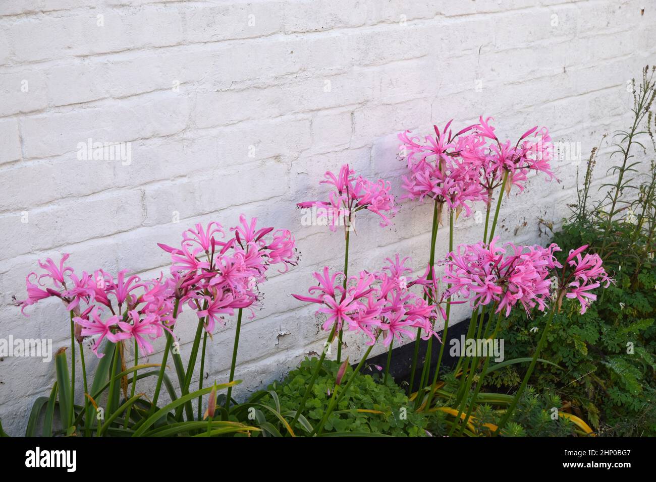 pink nerine flowers, england Stock Photo