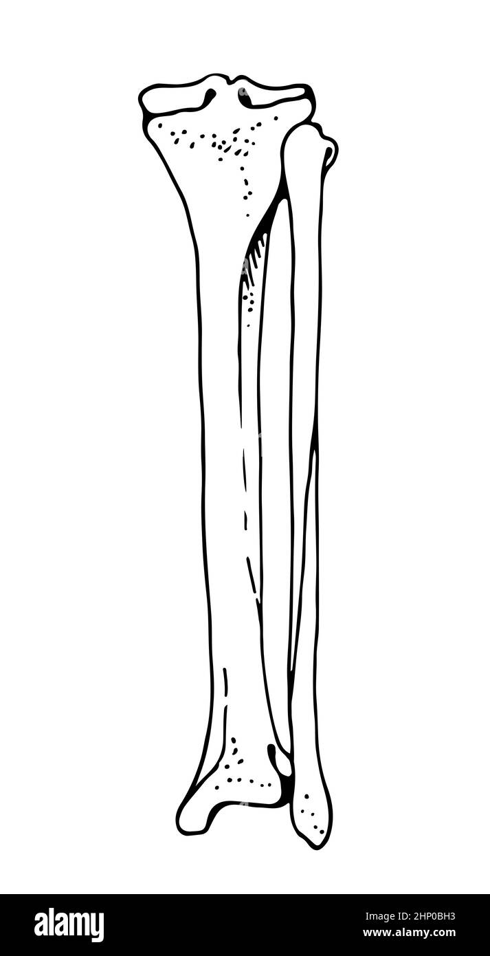 Tibia and fibula human bones, vector hand drawn illustration isolated on a white background, orthopedics medicine anatomy sketch Stock Vector