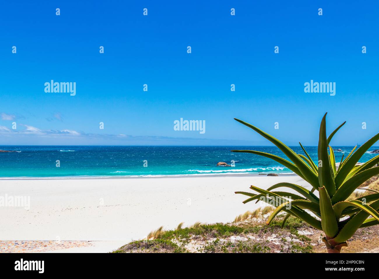 Camps Bay Beach behind palm trees in Cape Town Stock Photo Alamy