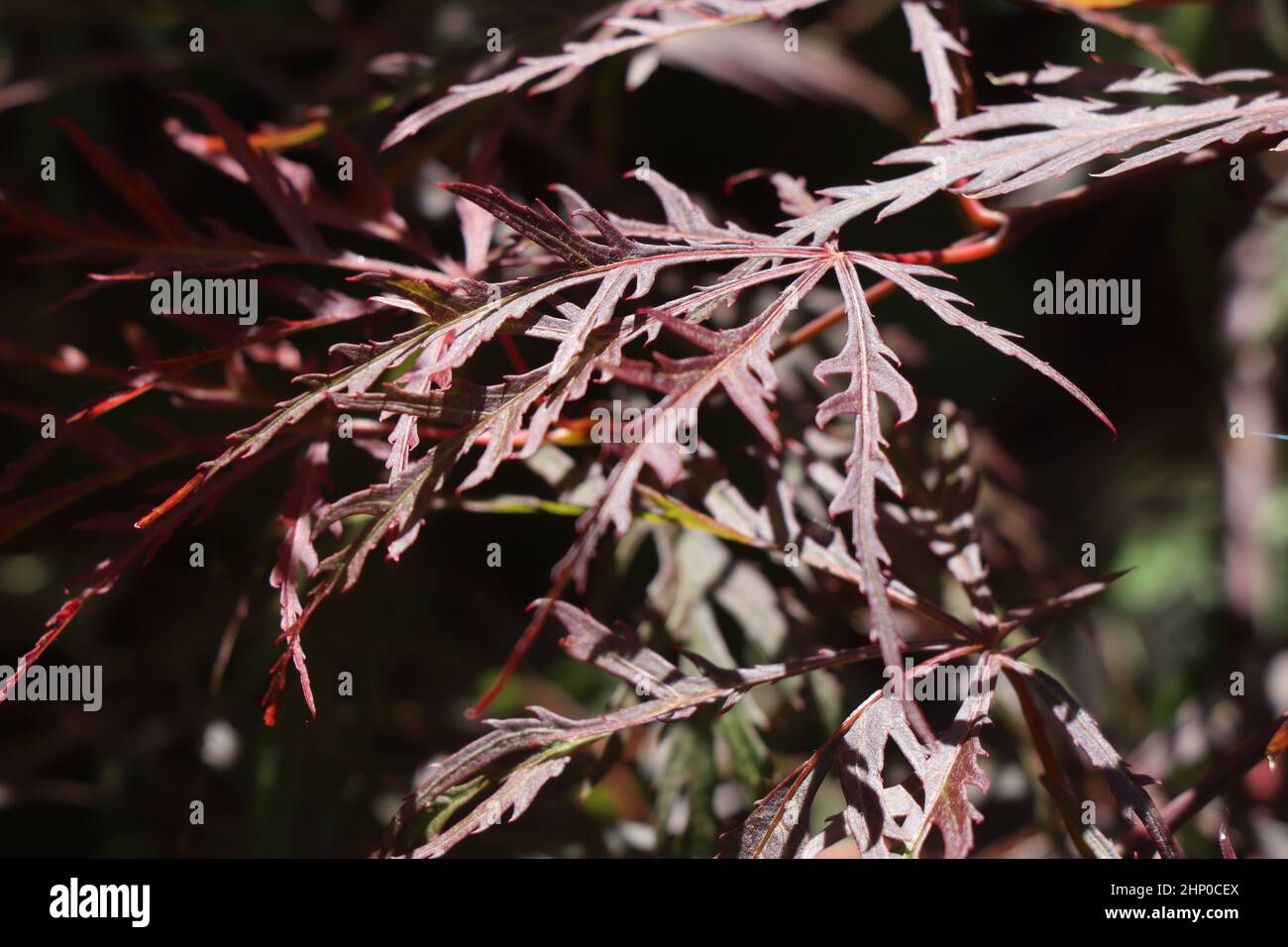 Acer palmatum dissectum Japanese Maple. Acer tree Stock Photo