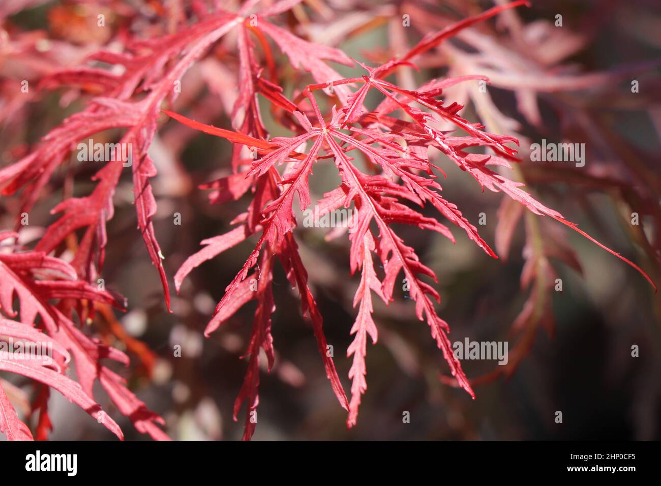 Acer palmatum dissectum Japanese Maple. Acer tree Stock Photo