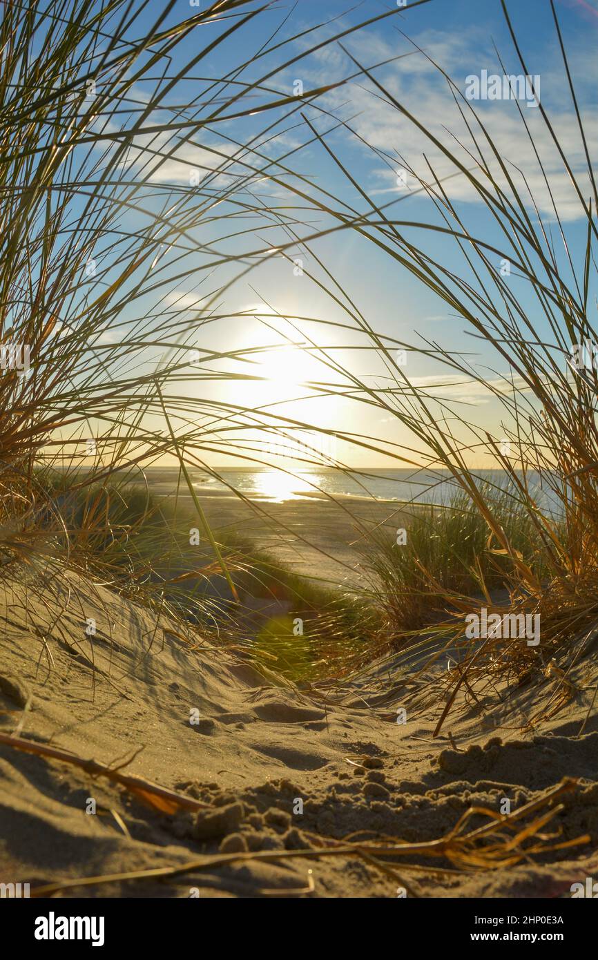 View through beach grass on a sand dune to the sea at sunset, on the ...