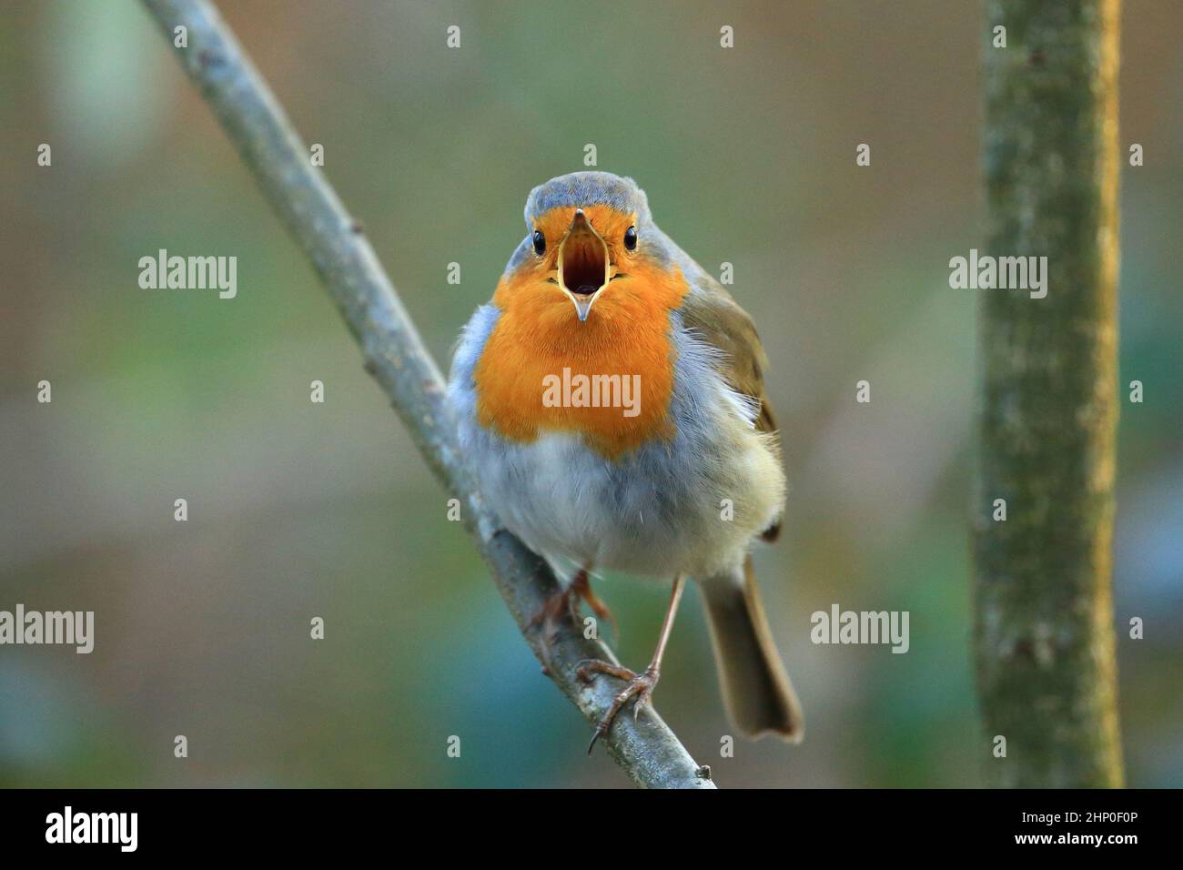 Robin (Erithacus rubecula) singing on the branch Stock Photo