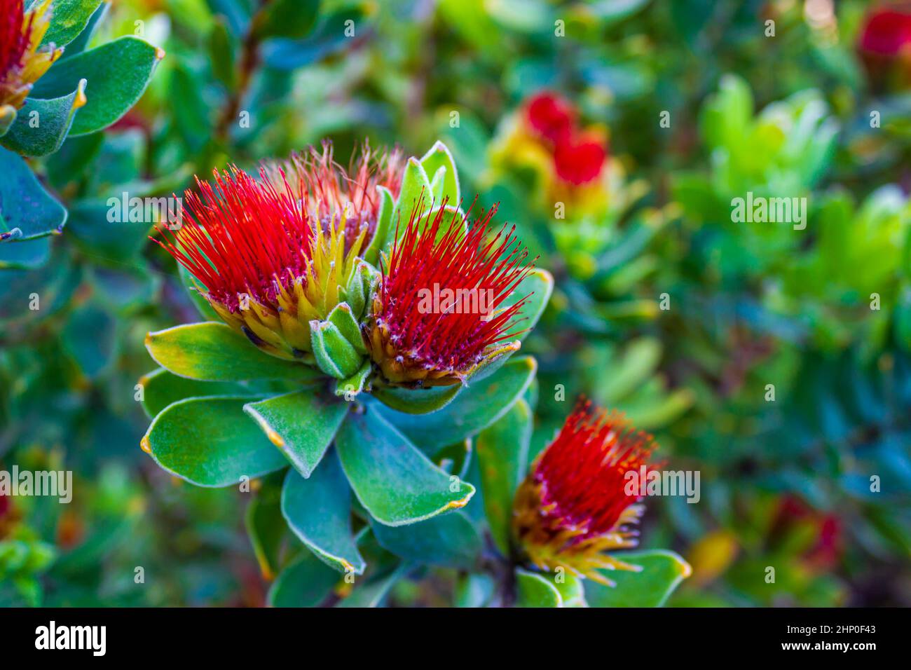 Red yellow flowers plants fynbos ericas in the Kirstenbosch National Botanical Garden, Cape Town, South Africa. Stock Photo