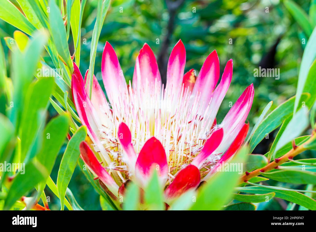 South African King Sugar Bush Pink Protea cynaroides in Kirstenbosch National Botanical Garden, Cape Town, South Africa. Stock Photo