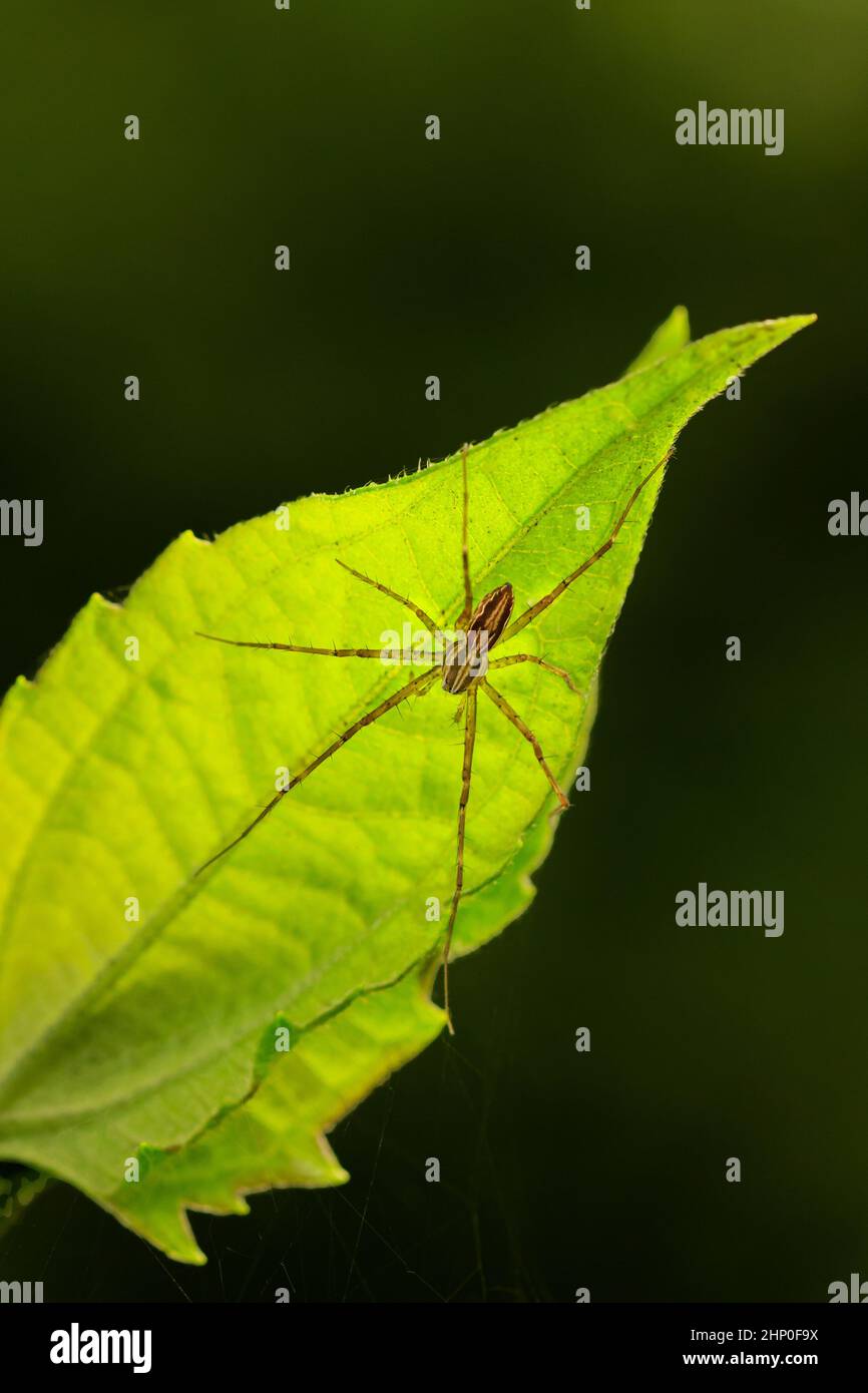 Close up macro shot of forest spider on leaf Stock Photo - Alamy