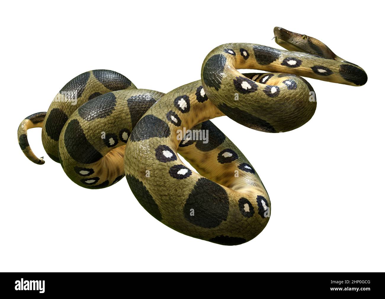 Anaconda 3d hi-res stock photography and images - Alamy