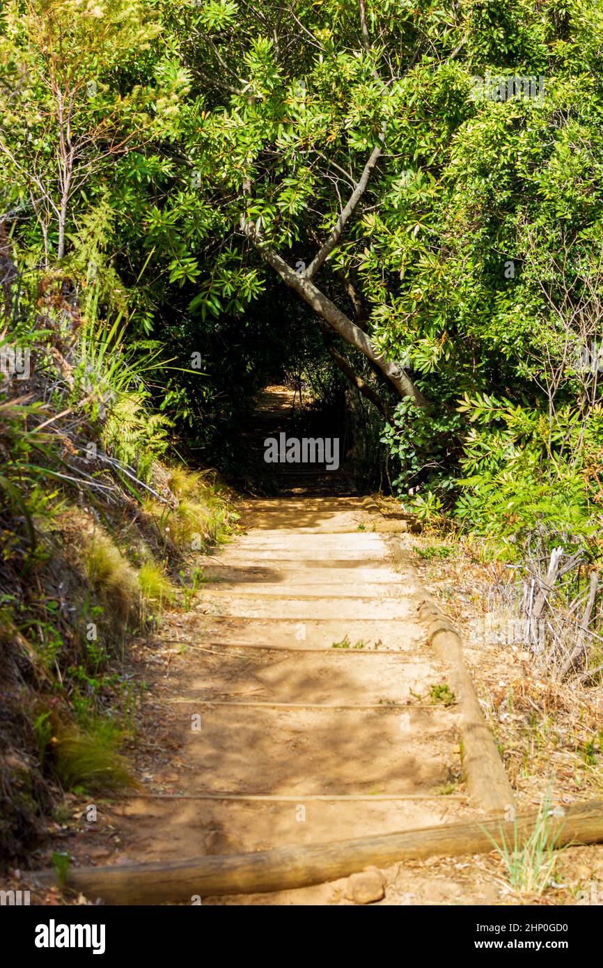 Trail Walking path in the forest of Kirstenbosch National Botanical ...