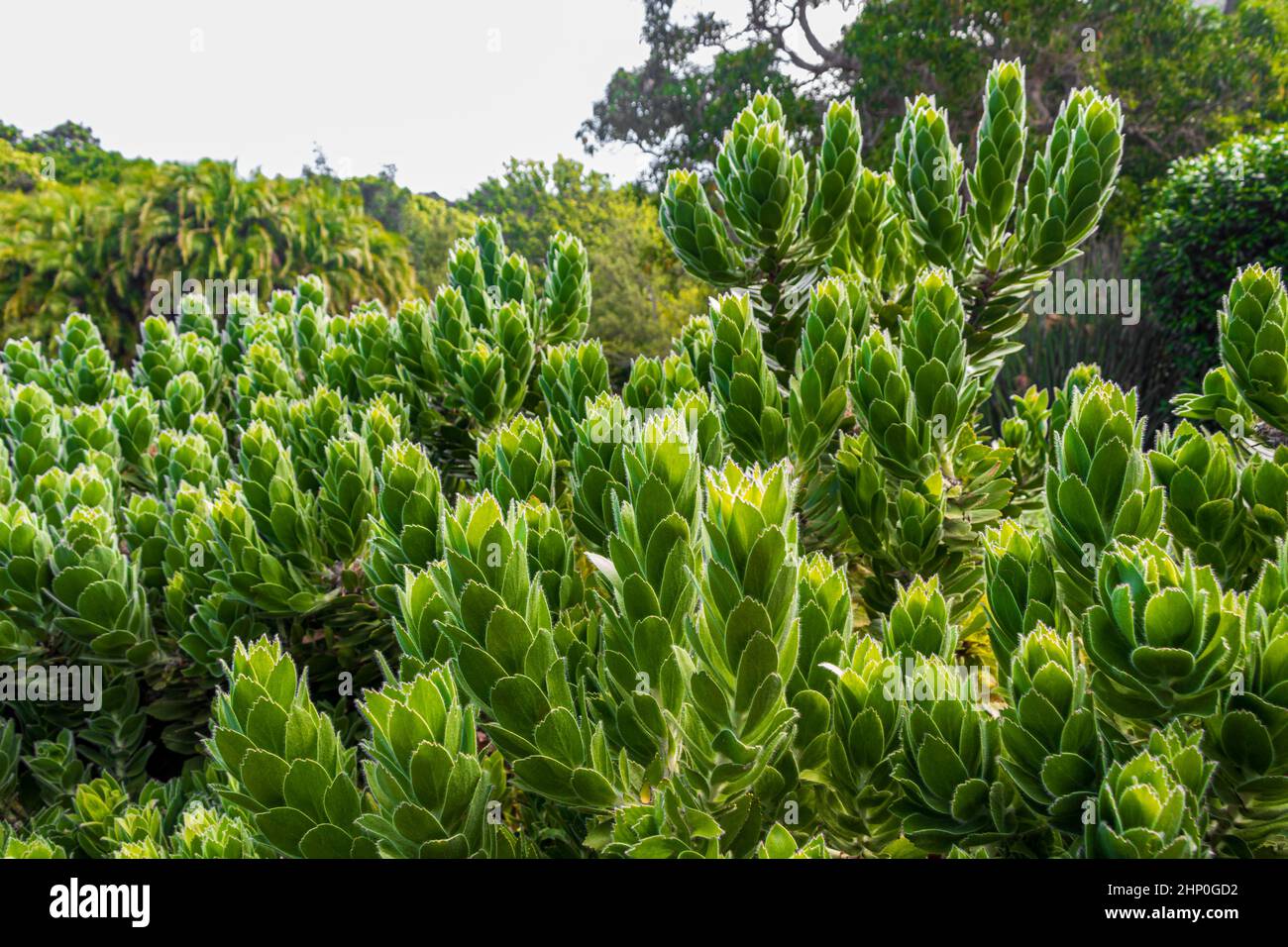 beautiful green cactus flowers plants in Kirstenbosch, Cape Town. Stock Photo