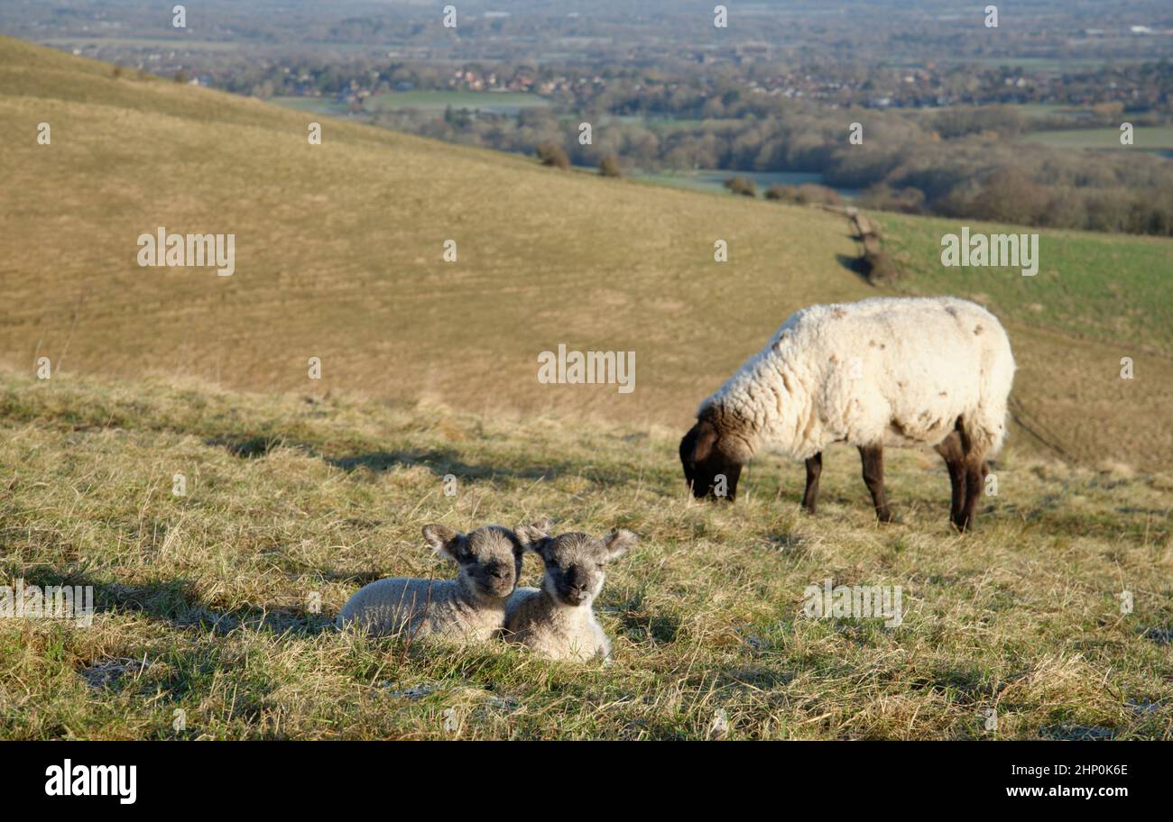 Ewes and lambs atop Wolstonbury Hill on the South Downs. Early morning pastoral scene. Stock Photo