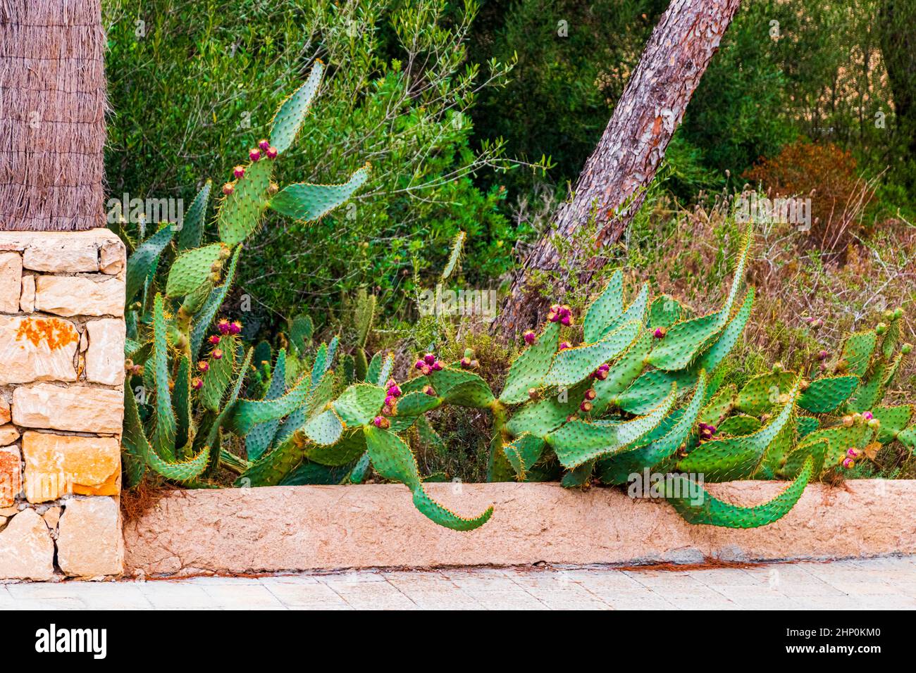 Green cactus and red prickly pears, plants on Mallorca in Spain. Stock Photo