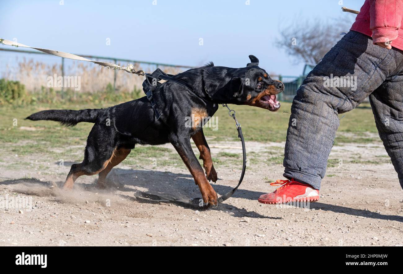 young rottweiler training for protection in the nature Stock Photo - Alamy