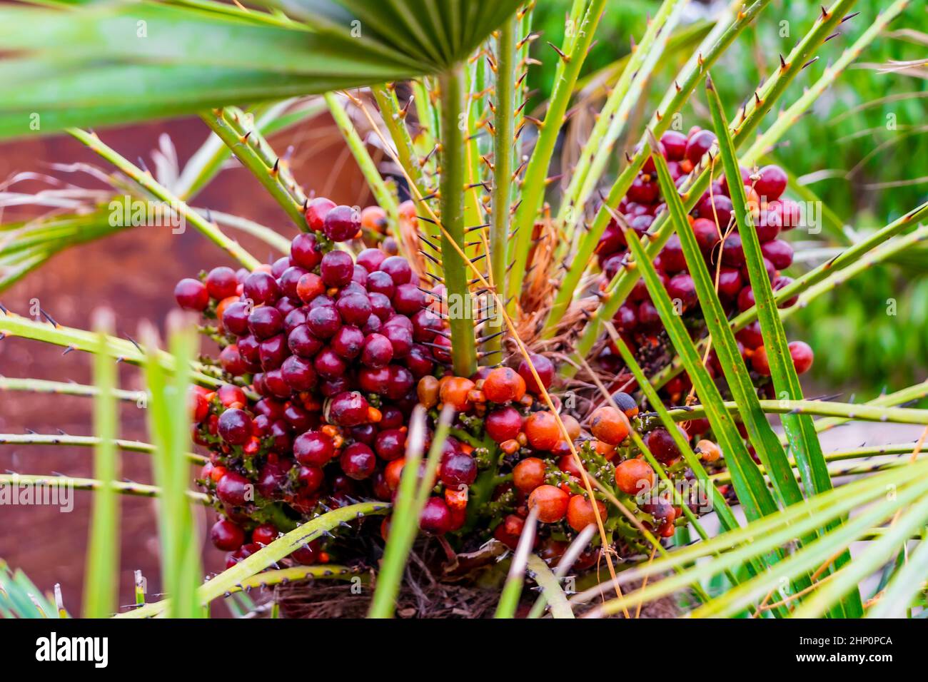 Red small fruits grow in the palm crown tree Mallorca Spain Stock Photo Alamy