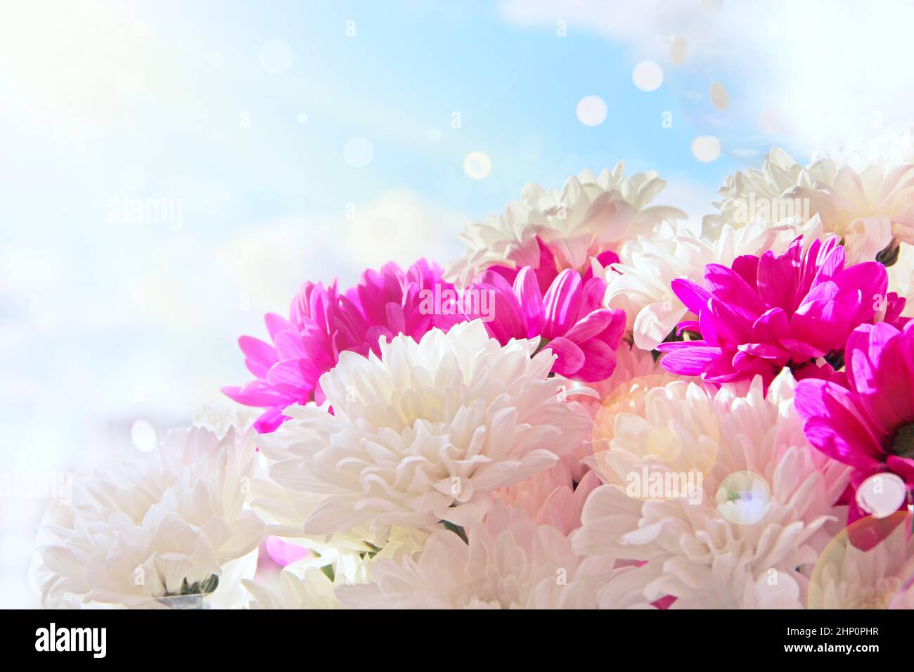 beautifully designed bouquet of white and red chrysanthemums on a light background. bunch of Chrysanthemums flowers. Chrysanthemums for postcard. Beau Stock Photo