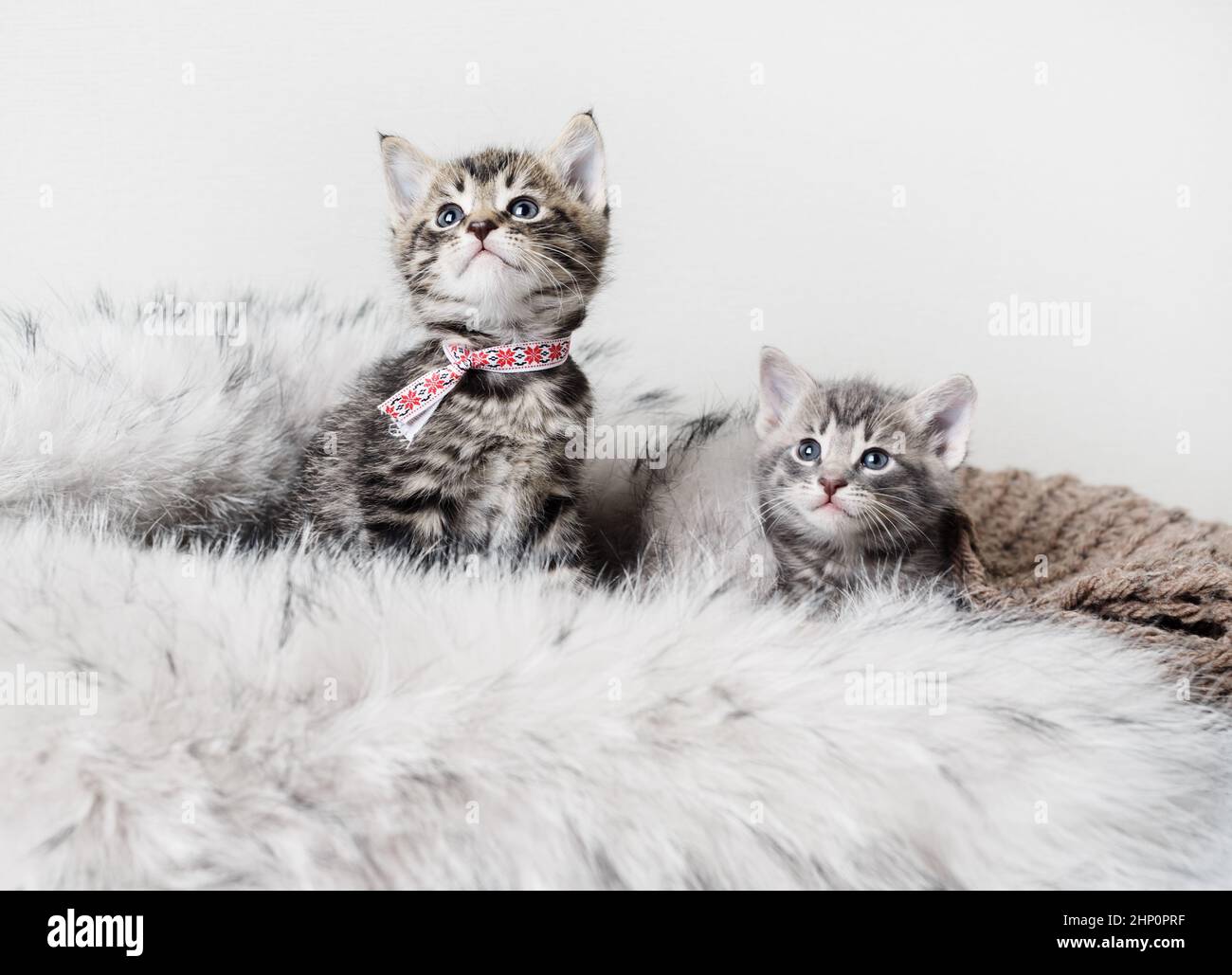 Two cute tabby kittens on fur blanket. Selective focus. Stock Photo