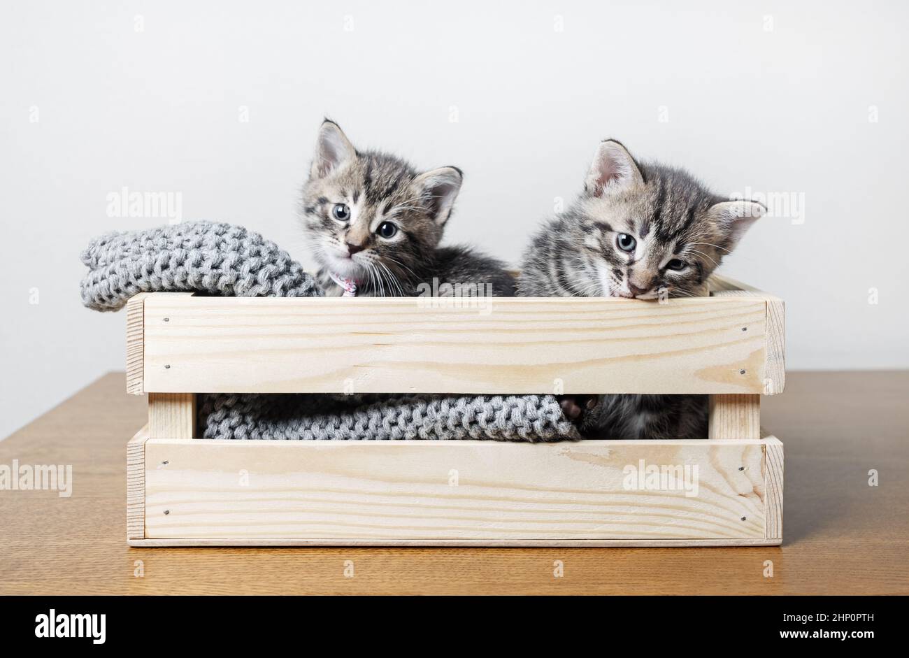 Two little cute kittens in wooden box. Stock Photo