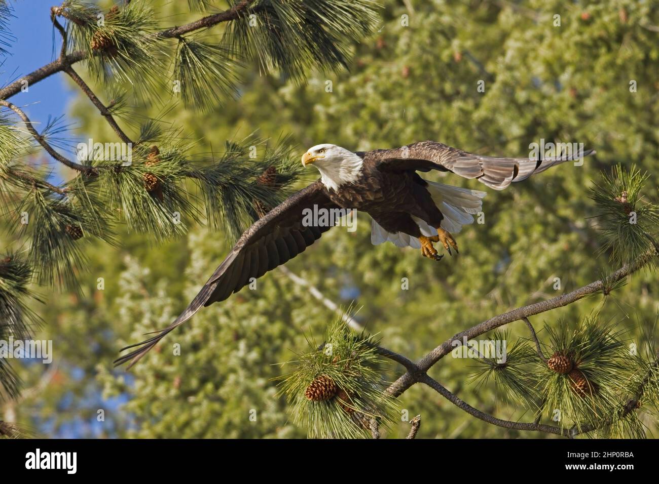 An American bald eagle launches from a branch and flies away in north Idaho Stock Photo Alamy