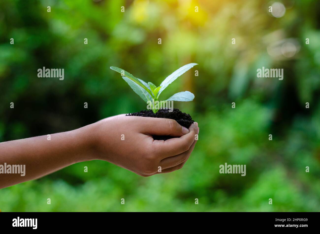 In the hands of trees growing seedlings. Bokeh green Background Female hand holding tree on nature field grass Forest conservation concept Stock Photo