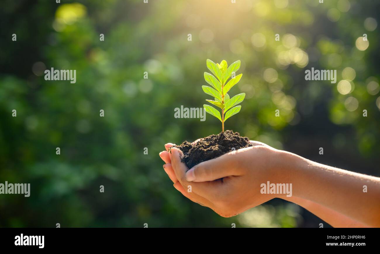 In the hands of trees growing seedlings. Bokeh green Background Female hand holding tree on nature field grass Forest conservation concept Stock Photo