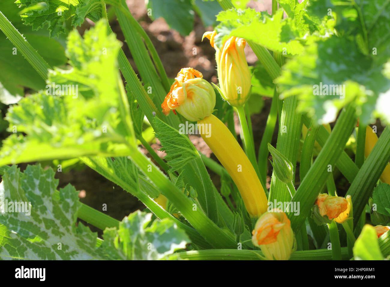 Zucchini plant. Zucchini flower. Green vegetable marrow growing on bush Stock Photo