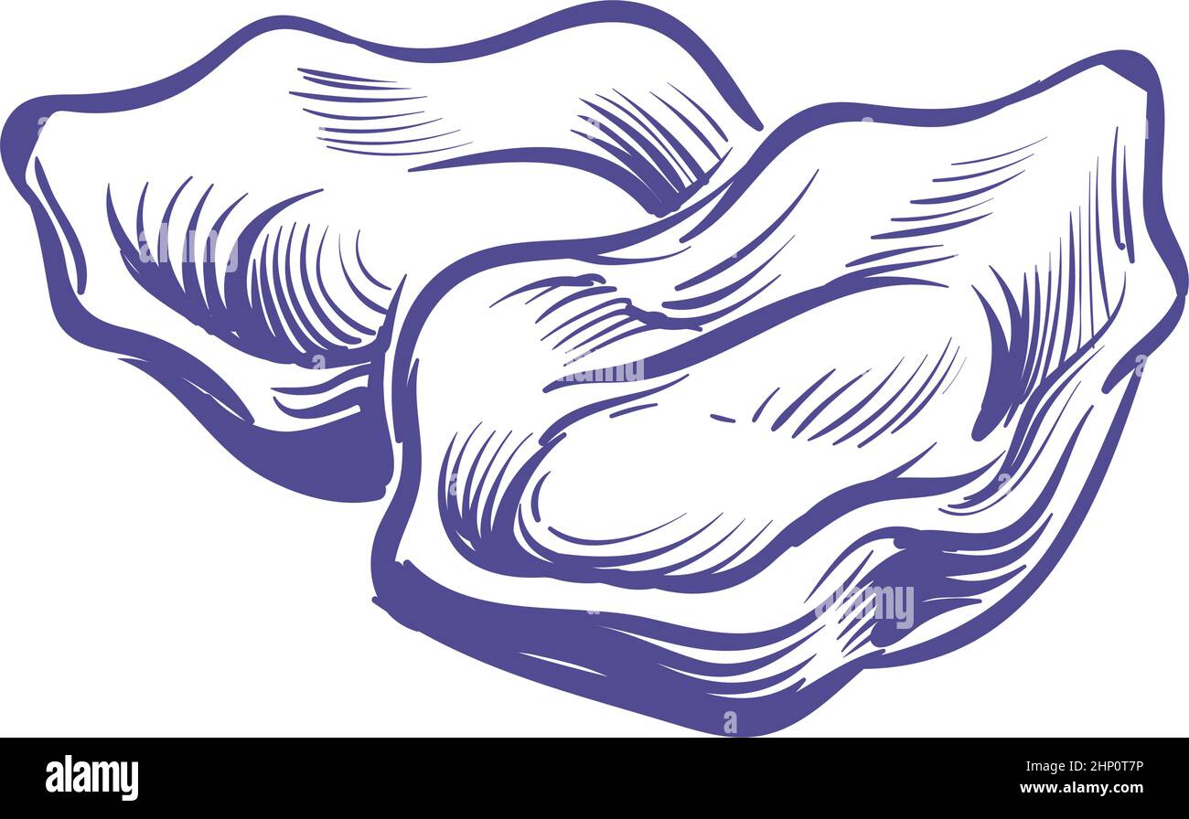 Oyster animal sketch. Shell seafood in hand drawn style Stock Vector ...