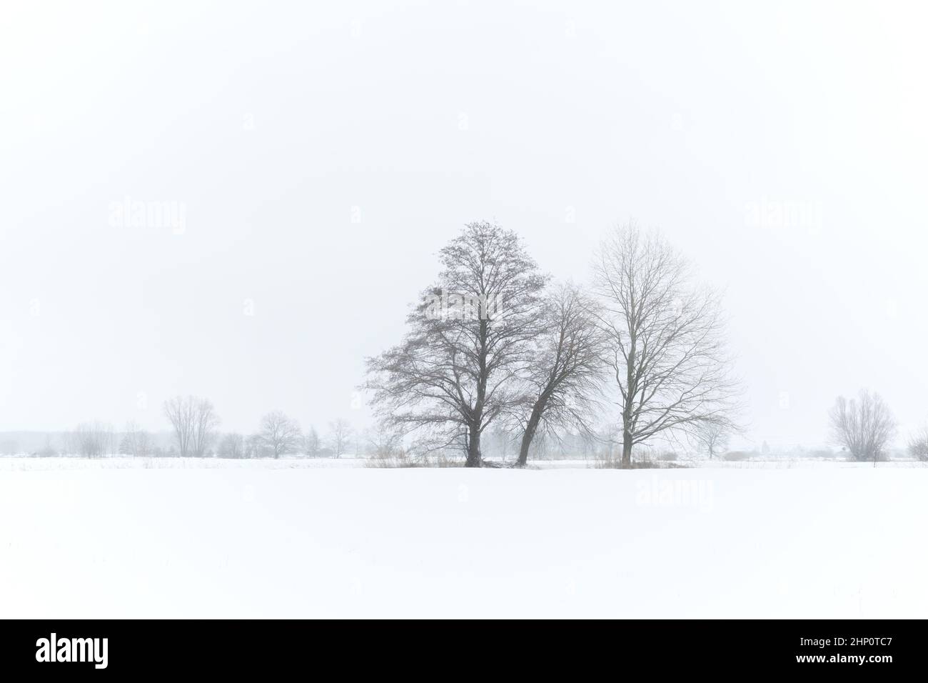Verschneite Winterlandschaft mit Bäumen Stock Photo