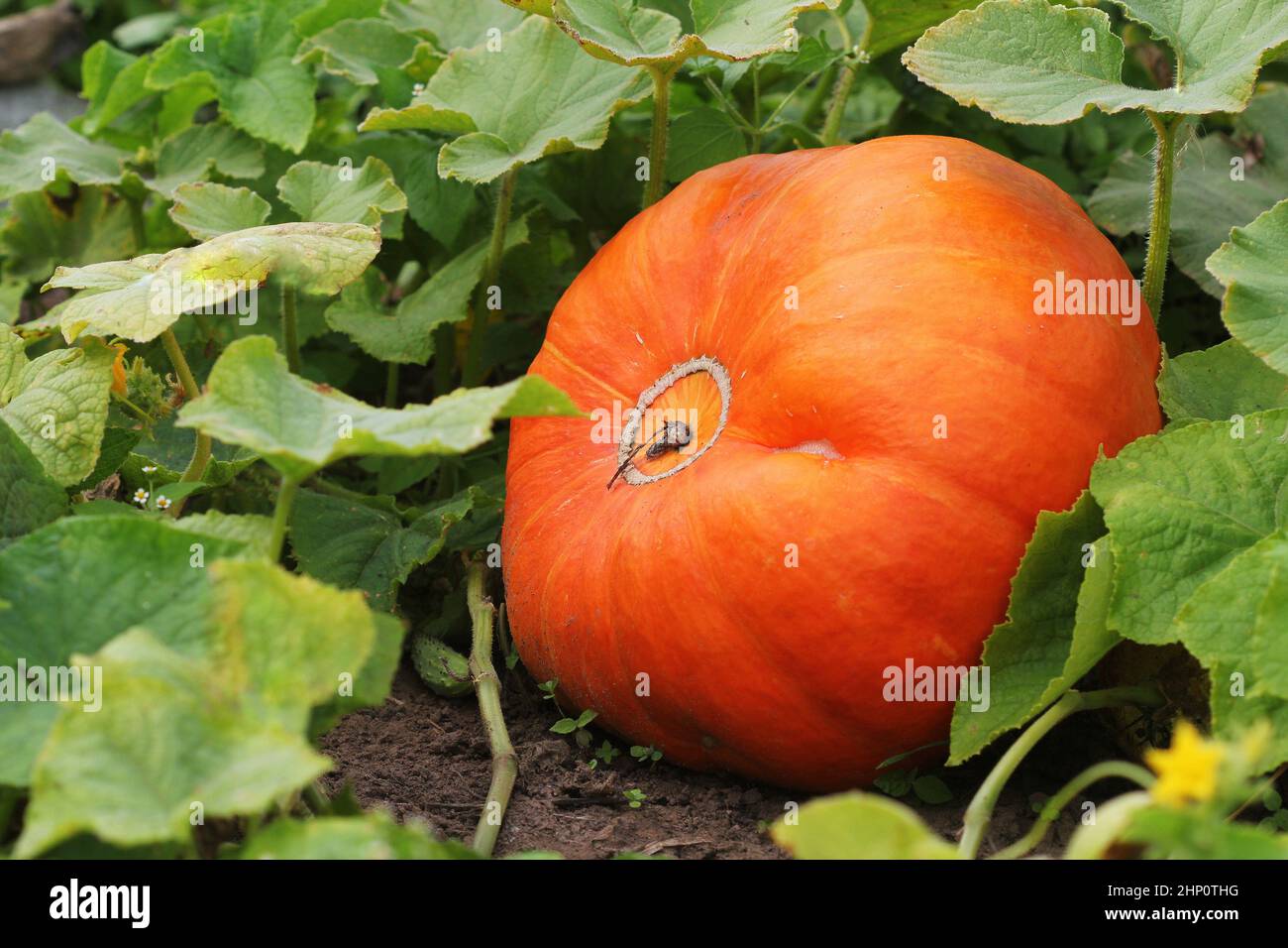 Big orange pumpkins growing in the garden Stock Photo - Alamy