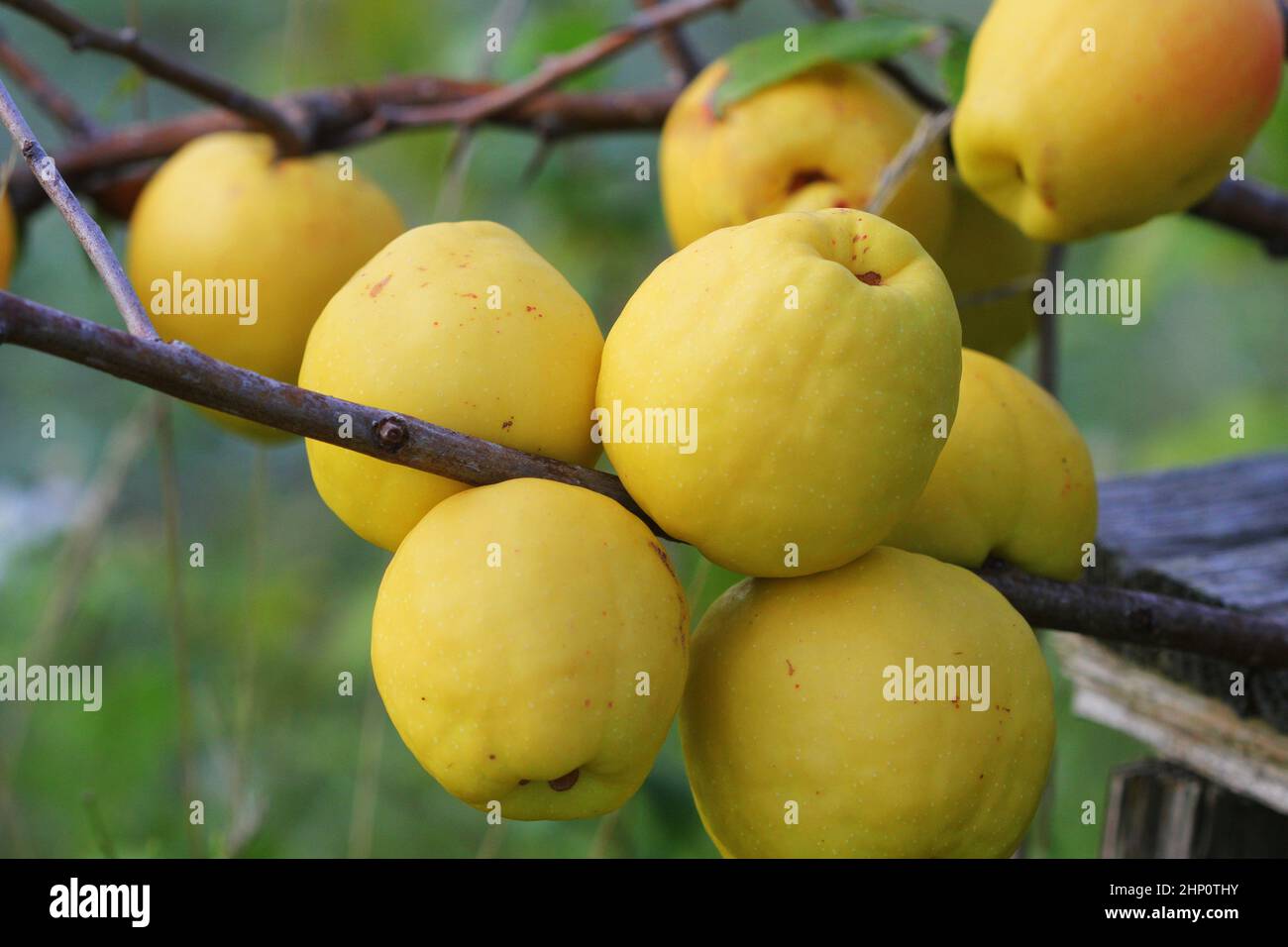 Ripe yellow quince fruit grows on a quince tree Stock Photo Alamy