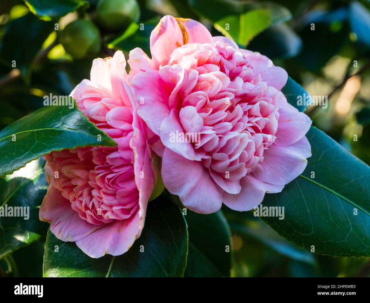 Pink flowers of the anemone centred hardy evergreen shrub, Camellia japonica 'Tinker Bell' Stock Photo