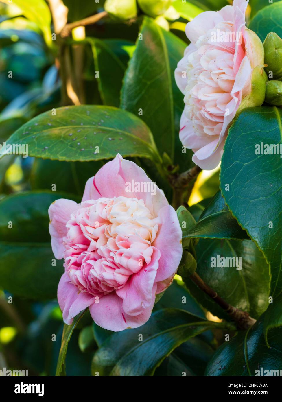 Pink flowers of the anemone centred hardy evergreen shrub, Camellia japonica 'Tinker Bell' Stock Photo